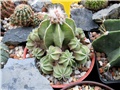 aztekium hintonii / Ž.Baljkas